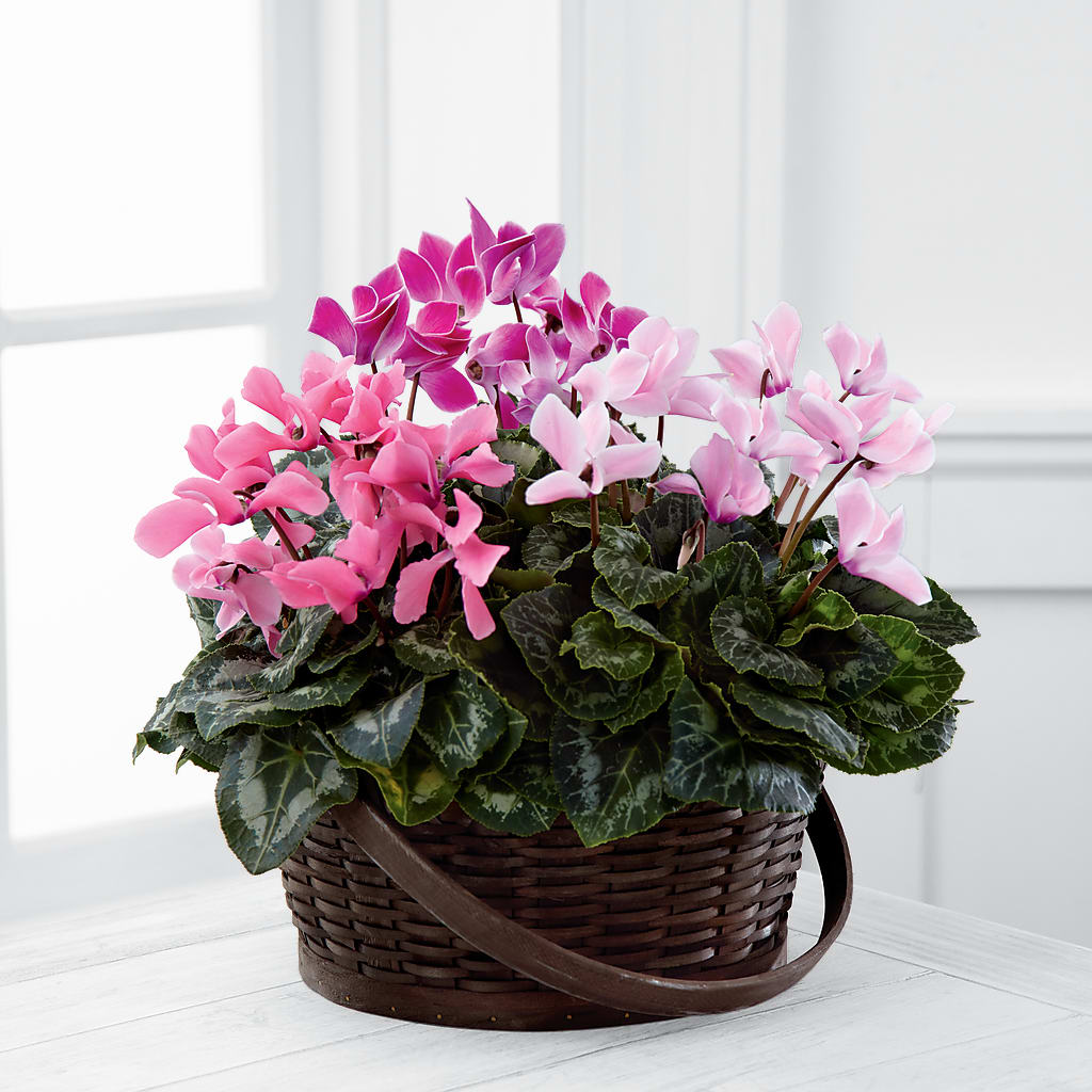 Mixed Cyclamen Planter – RESILIENT ROSES FLORAL & DECOR LLC, Jacksonville FL