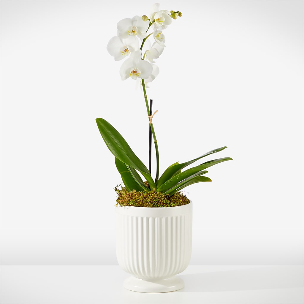 Whispering White Orchid – RESILIENT ROSES FLORAL & DECOR LLC, Jacksonville FL
