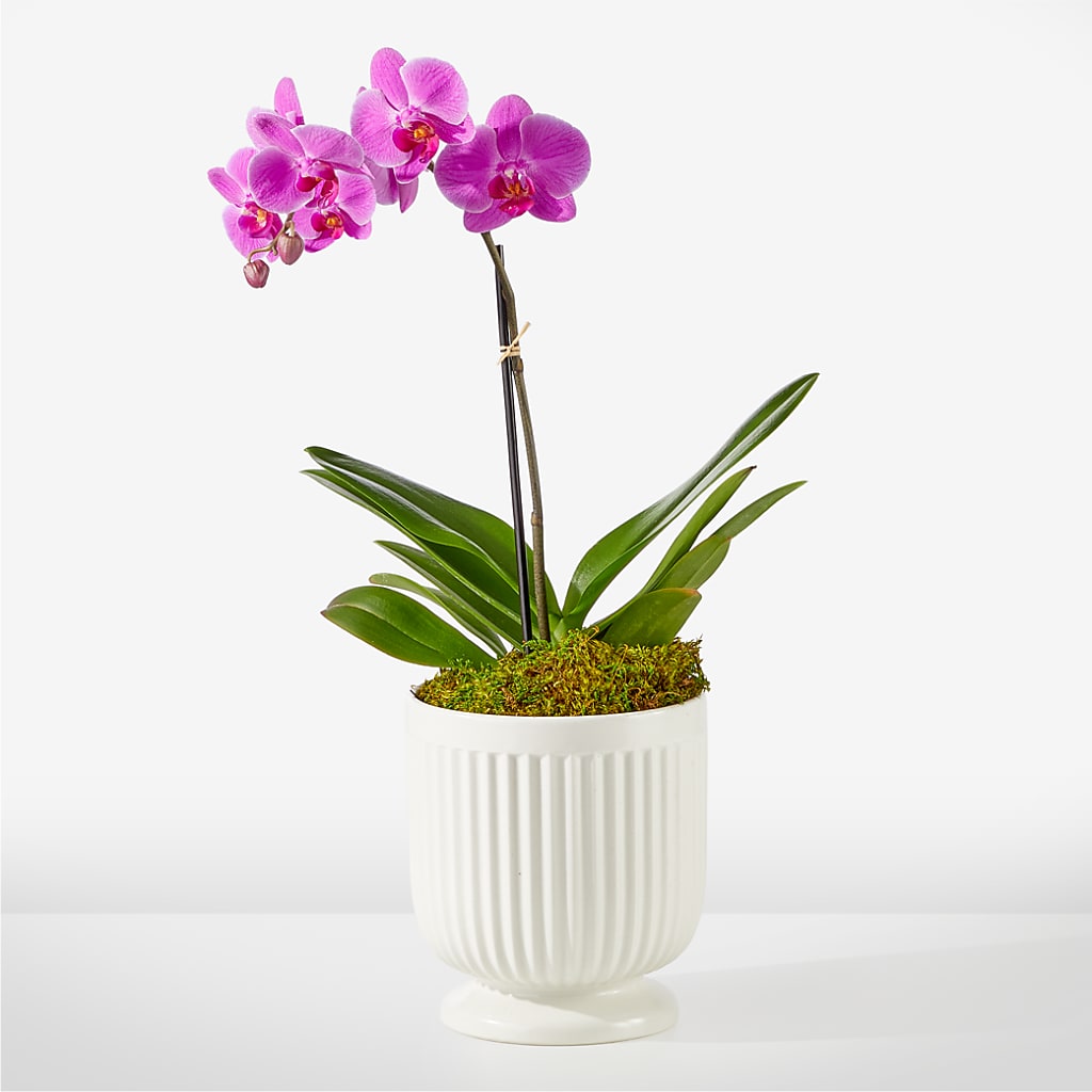 Friendly Fuchsia Orchid – RESILIENT ROSES FLORAL & DECOR LLC, Jacksonville FL