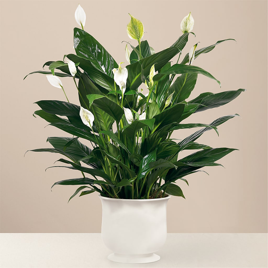Comfort Planter – RESILIENT ROSES FLORAL & DECOR LLC, Jacksonville FL