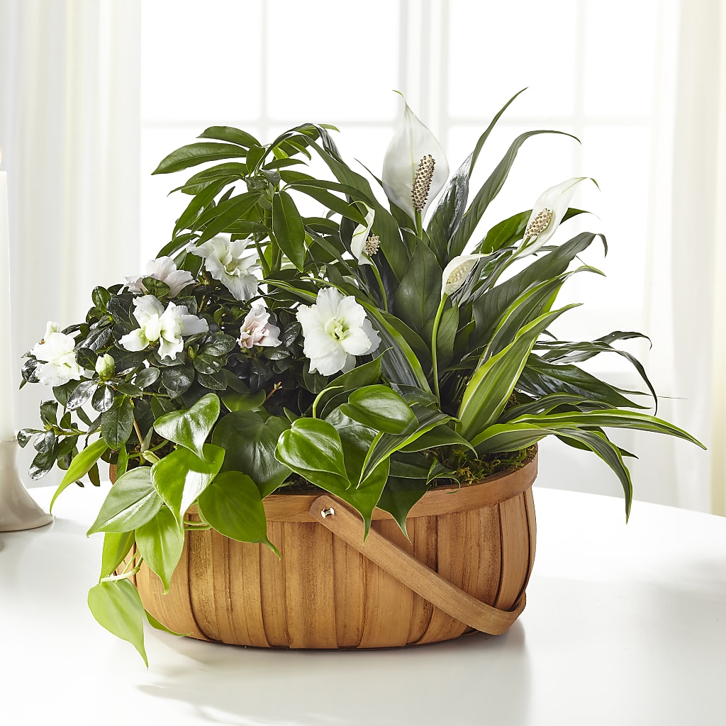Serene Dishgarden – RESILIENT ROSES FLORAL & DECOR LLC, Jacksonville FL