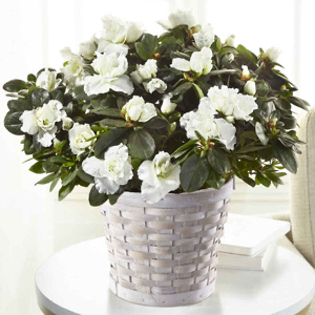White Azalea Plant – RESILIENT ROSES FLORAL & DECOR LLC, Jacksonville FL