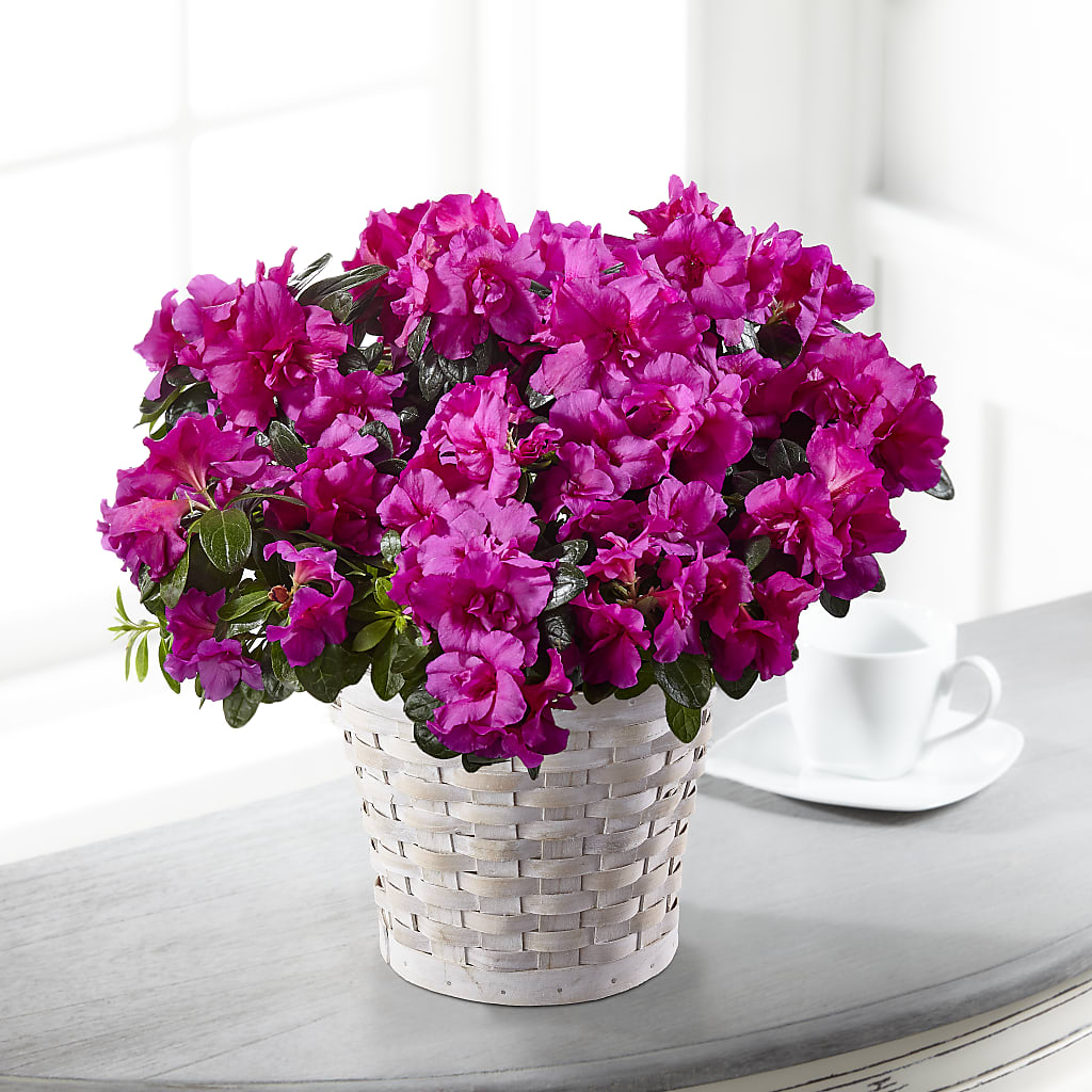 Hope & Serenity Azalea Plant – RESILIENT ROSES FLORAL & DECOR LLC, Jacksonville FL
