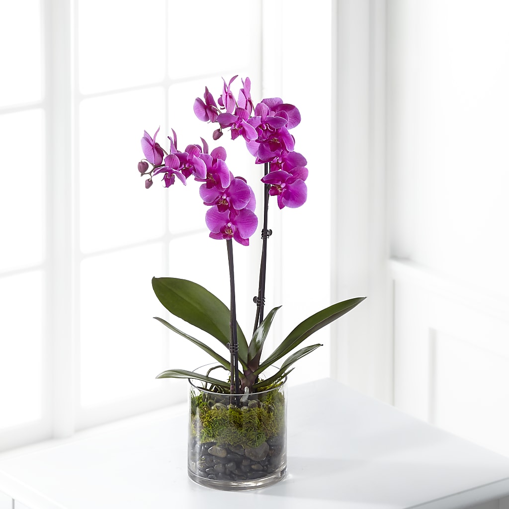Pink Orchid Plant – RESILIENT ROSES FLORAL & DECOR LLC, Jacksonville FL
