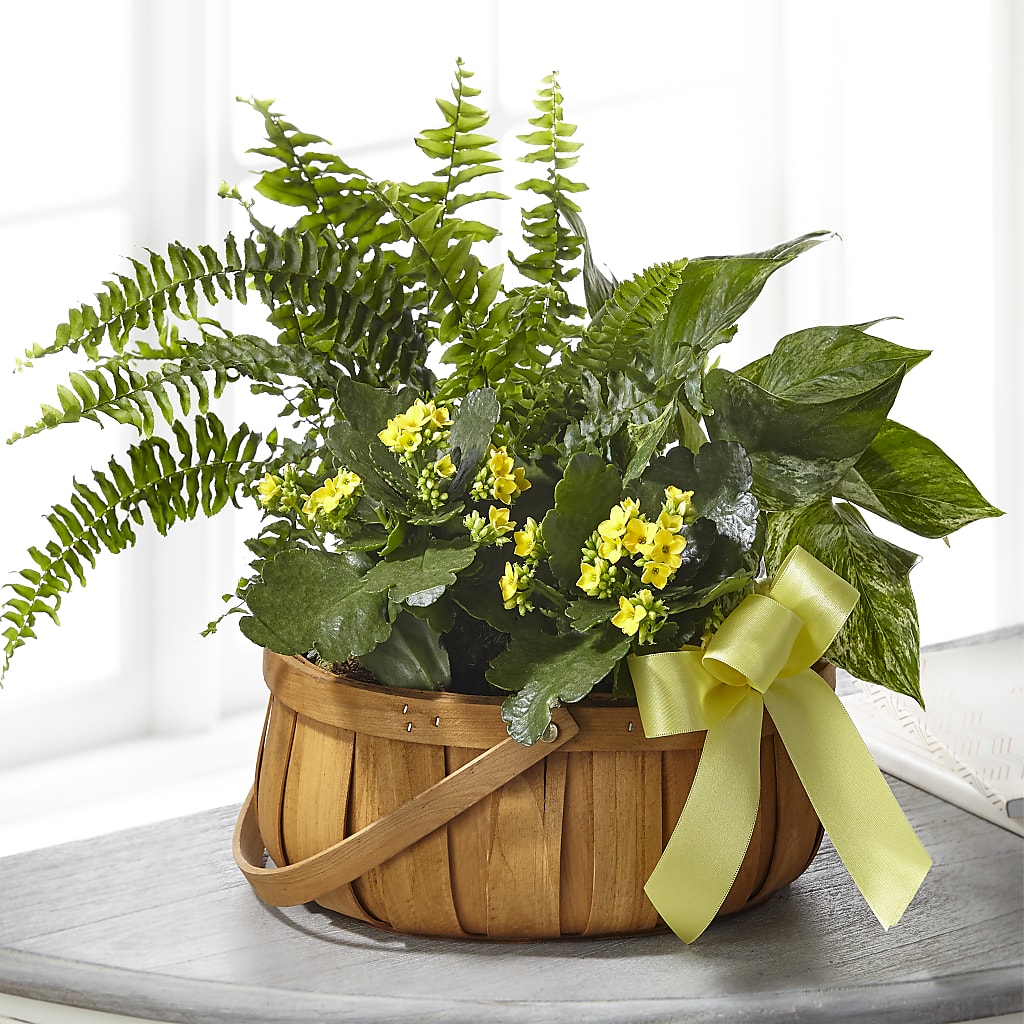 Always Dear Dishgarden – RESILIENT ROSES FLORAL & DECOR LLC, Jacksonville FL
