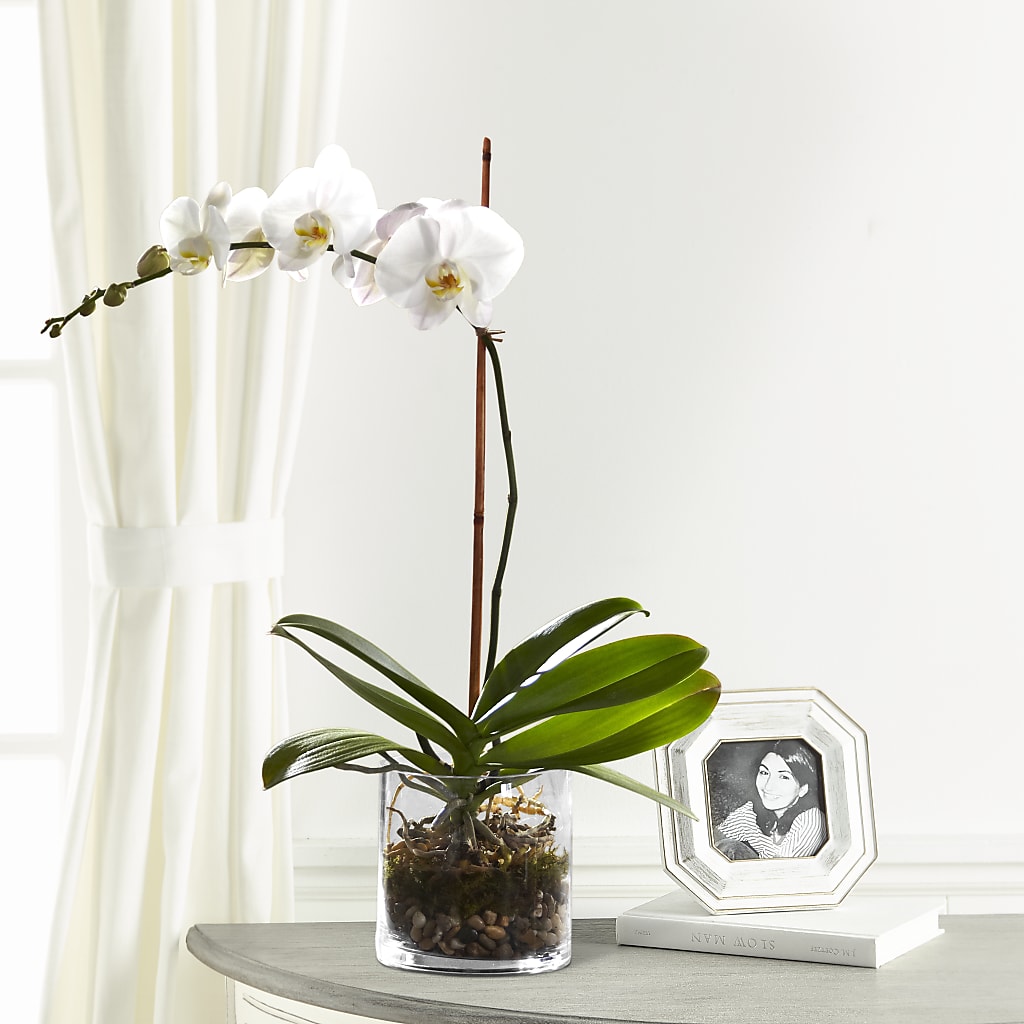 White Orchid Planter – RESILIENT ROSES FLORAL & DECOR LLC, Jacksonville FL