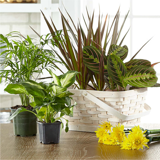 Florist Designed Blooming and Green Plants in a Basket – RESILIENT ROSES FLORAL & DECOR LLC, Jacksonville FL