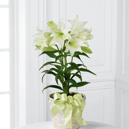 Easter Lily Plant – RESILIENT ROSES FLORAL & DECOR LLC, Jacksonville FL