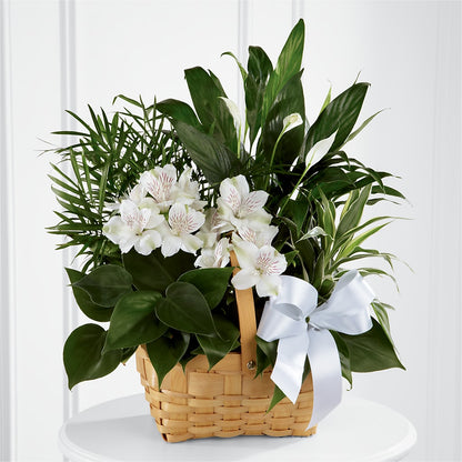 Peace & Serenity Dishgarden – RESILIENT ROSES FLORAL & DECOR LLC, Jacksonville FL