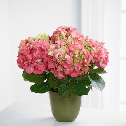 Pink Hydrangea Planter – RESILIENT ROSES FLORAL & DECOR LLC, Jacksonville FL