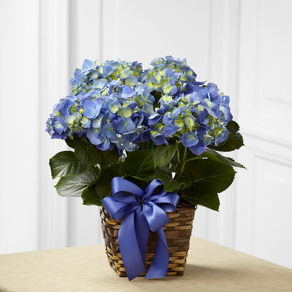 Blue Hydrangea Planter – RESILIENT ROSES FLORAL & DECOR LLC, Jacksonville FL