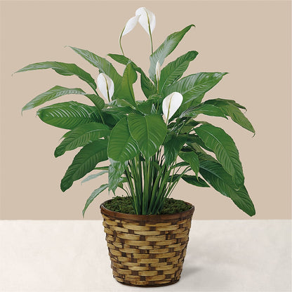 Tranquil Moments Peace Lily Plant – RESILIENT ROSES FLORAL & DECOR LLC, Jacksonville FL