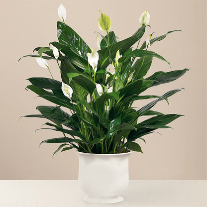 Comfort Planter – RESILIENT ROSES FLORAL & DECOR LLC, Jacksonville FL