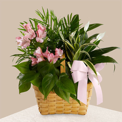 Living Spirit Dishgarden – RESILIENT ROSES FLORAL & DECOR LLC, Jacksonville FL