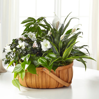 Serene Dishgarden – RESILIENT ROSES FLORAL & DECOR LLC, Jacksonville FL