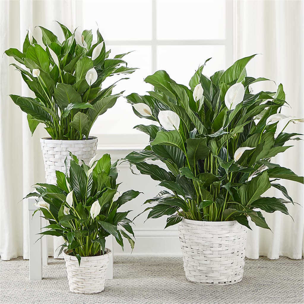 A New Leaf Peace Lily – RESILIENT ROSES FLORAL & DECOR LLC, Jacksonville FL