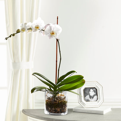 White Orchid Planter – RESILIENT ROSES FLORAL & DECOR LLC, Jacksonville FL